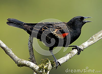 Red Winged Blackbird Stock Photo