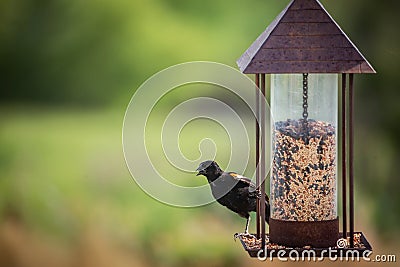 Red-winged Blackbird feeding Stock Photo