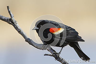 Red winged blackbird male Stock Photo