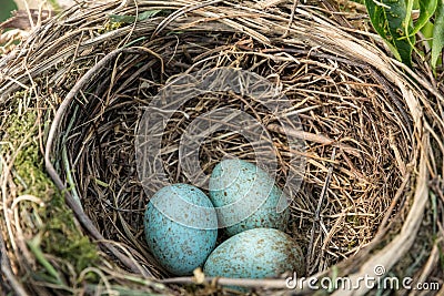 a red winged blackbird nest in some reeds Stock Photo