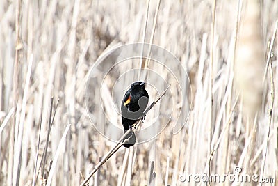 A red winged blackbird sitting on a bulrush stalk Stock Photo