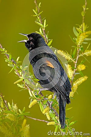 Red-winged Blackbird, Sturnella militari, with open bill. Black bird sitting in the green nature habitat. Wildlife scene from Flor Stock Photo