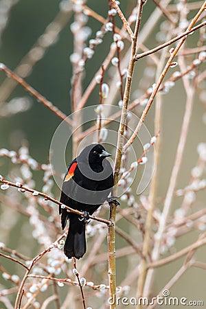 Red-winged blackbird on a twig. Stock Photo