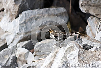 Red-winged female Blackbird on a rock Stock Photo