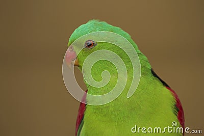 Red winged parrot, close up image Stock Photo