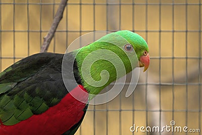 Red winged parrot, close up image Stock Photo