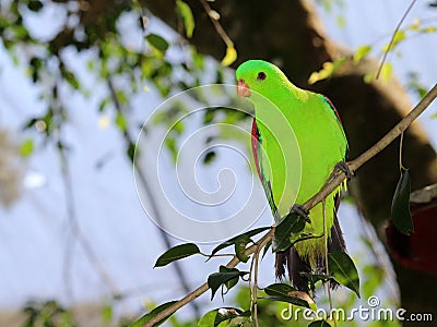 Red-winged parrot Stock Photo