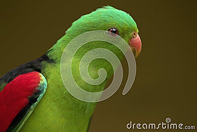 Red winged parrot Stock Photo