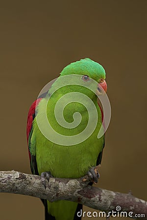 Red winged parrot Stock Photo