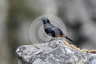 The red-winged starling Onychognathus morio male Stock Photo