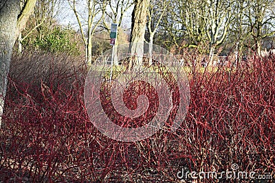 Red winter stems of the Cornus alba Elegantissima. Stock Photo