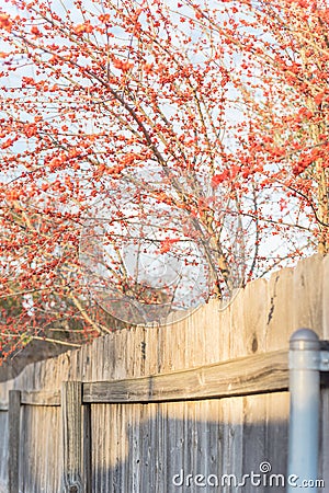 Abundance of winterberry Ilex Decidua fruits near backyard fence in Dallas, Texas Stock Photo