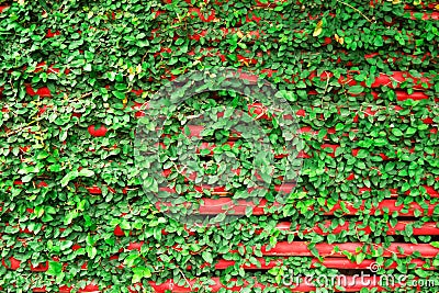 Red wooden wall with green curly plants. Stock Photo