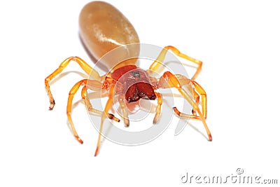 Red woodlouse spider Stock Photo