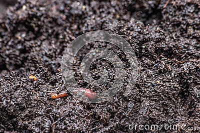 Red worm on dark earth Stock Photo