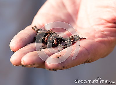 Red worm in hand fisherman Stock Photo