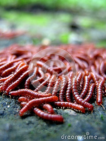 Red Worms Stock Photo