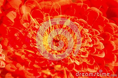 Abstract multiple exposure of a dahlia flower in Elizabeth Park. Stock Photo