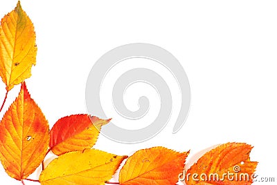 Red and yellow autumnal cherry leaves Stock Photo
