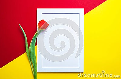 On a red and yellow background in the middle, there is a white frame and one red tulip on the left side Stock Photo