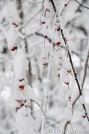 Red and Yellow Bird Berries in the Snow Stock Photo