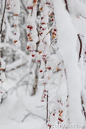 Red and Yellow Bird Berries in the Snow Stock Photo