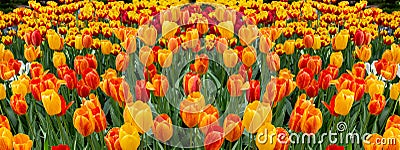 Red yellow blossom Tuotpans, spring flowerbed with fresh mini natural tulip flowers. Panoramic backdrop background for design, Stock Photo