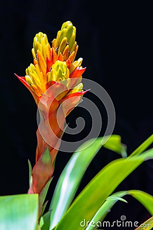 Red and yellow Bromeliads Stock Photo