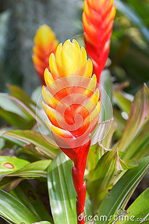 Red and yellow Bromeliads flowers Stock Photo