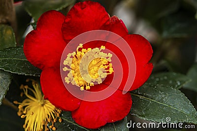 Red Yellow Camellia Yuletide Blooming Macro Stock Photo