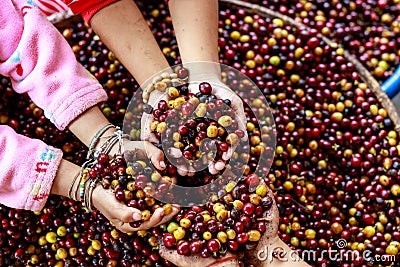 Red and yellow coffee beans in children hand angle view shot Stock Photo