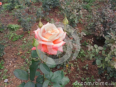 Red with yellow double colored rose with it buds in garden Stock Photo