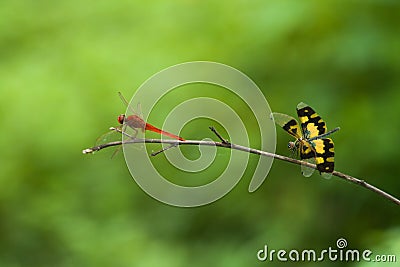 Red and yellow dragon flies on a twig with green background Stock Photo