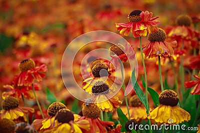 Red and yellow echinacea and coneflowers Stock Photo