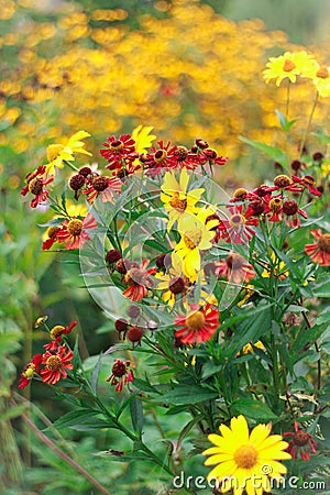 Red and yellow echinacea and coneflowers Stock Photo