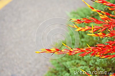 Red with yellow edge flower extends to the road Stock Photo