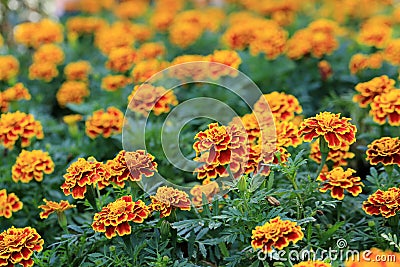 Red with Yellow edge marigold flowers in garden Stock Photo