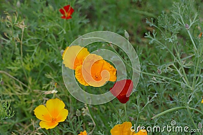 Red and yellow Eschscholzia californica Stock Photo