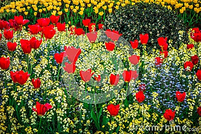 Red and Yellow FLowerbed Stock Photo