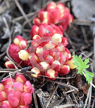 Red and yellow flowering of Cytinus ruber Fourr. Fritsch in a mountain setting. Stock Photo