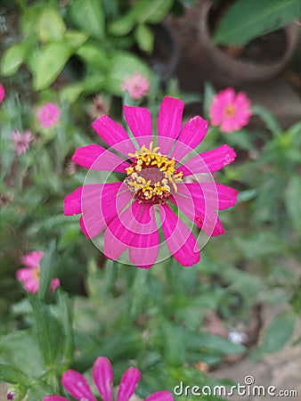 Red & yellow flowers of Red Spotted Yellow Plant enhance yards, gardens, terraces with unique beauty and liveliness. Stock Photo