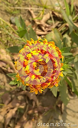 Red and yellow flowers Stock Photo