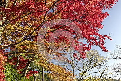 red and yellow Japanese maple leaves with sky Stock Photo