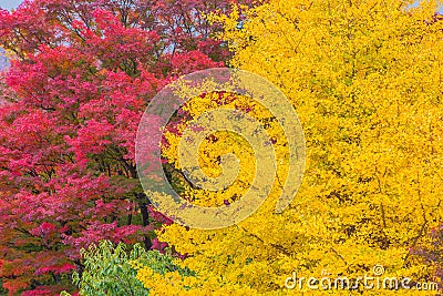 Red and yellow Japanese maple trees Stock Photo