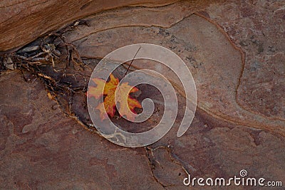 A red and yellow leaf, roots and textured sandstone Stock Photo