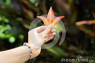 Red-yellow leaf of the tree Liquidblum, similar to a maple leaf, in a girl with a missanga on her hand. Stock Photo