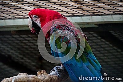 red and yellow macaw , image taken in Hamm Zoo, north germany, europe Editorial Stock Photo