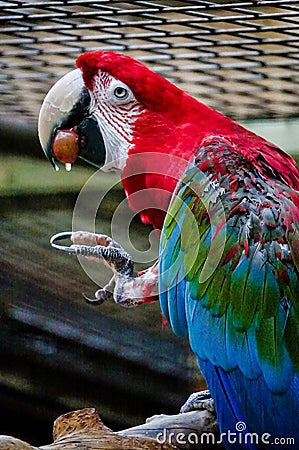 red and yellow macaw , image taken in Hamm Zoo, north germany, europe Stock Photo