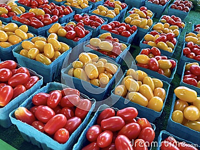 Red and Yellow Oval Cherry Tomatoes Stock Photo