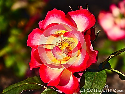 Red Yellow Rose at Parnell Rose Garden, Auckland, New Zealand Stock Photo